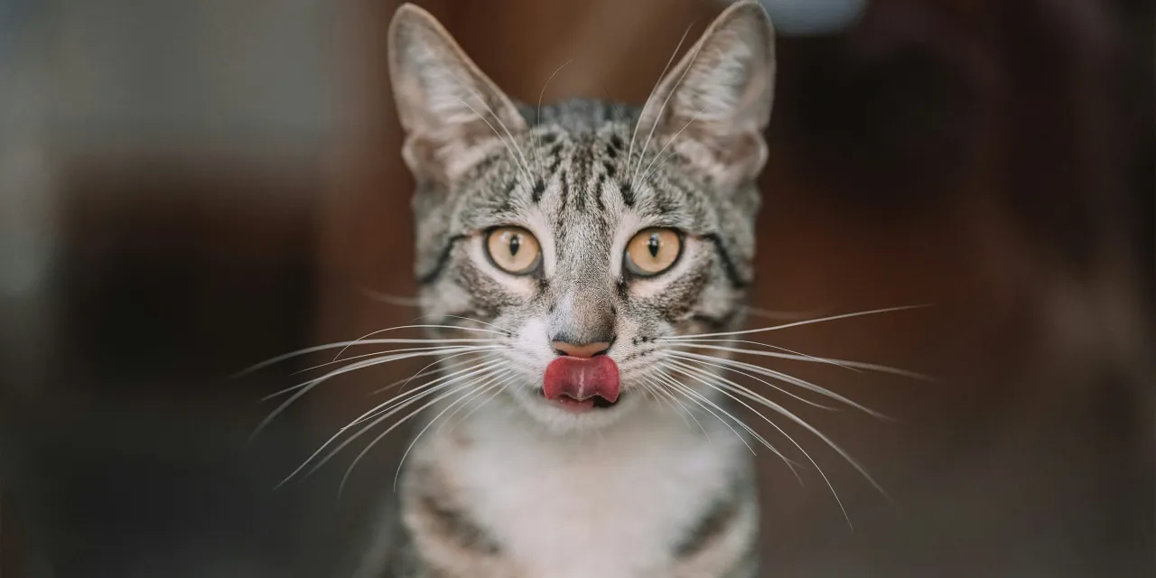 Kluczowe składniki karmy dla kota tauryna kwas arachidonowy