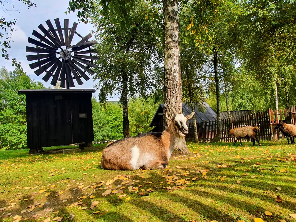 Bacówka Biały Jeleń stadnina koni zagrody ze zwierzętami