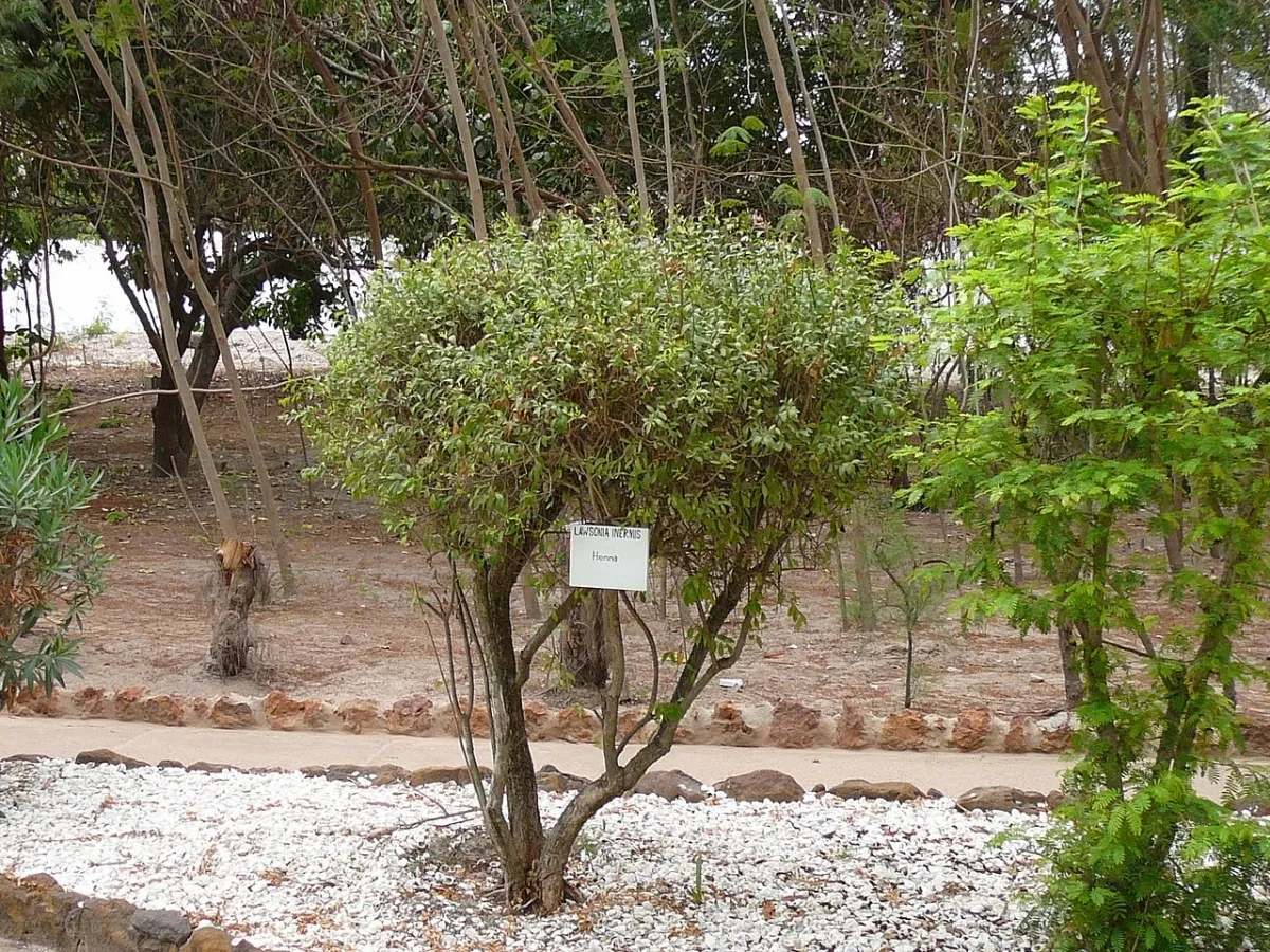 Lawsonia bezbronna roślina henna, tradycyjne mehendi