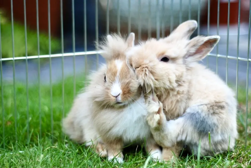 królik pielęgnujący innego królika