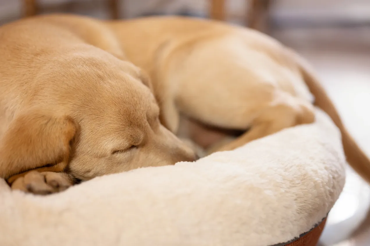 szczeniak śpiący w różnych pozycjach wiek po wieku