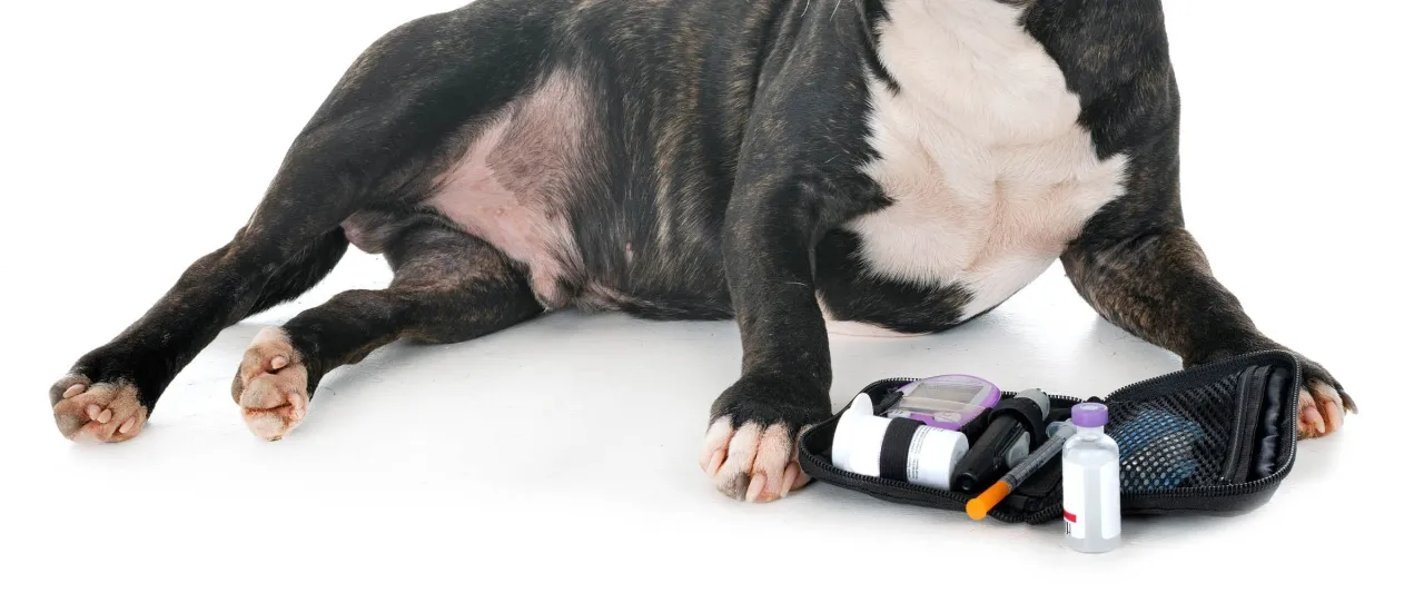 pies z objawami osłabienia lub drgawek