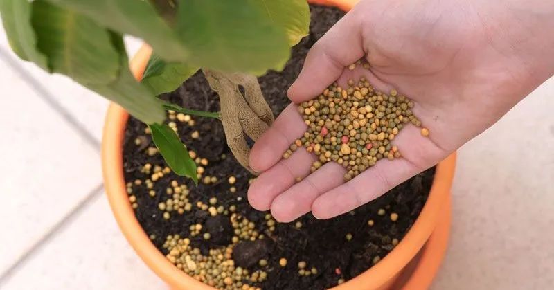 r&oacute;żne rodzaje nawoz&oacute;w do roślin doniczkowych