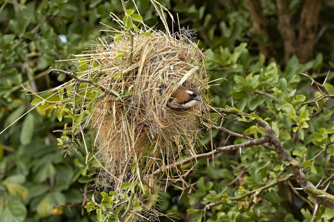ptak budujący gniazdo gałązki