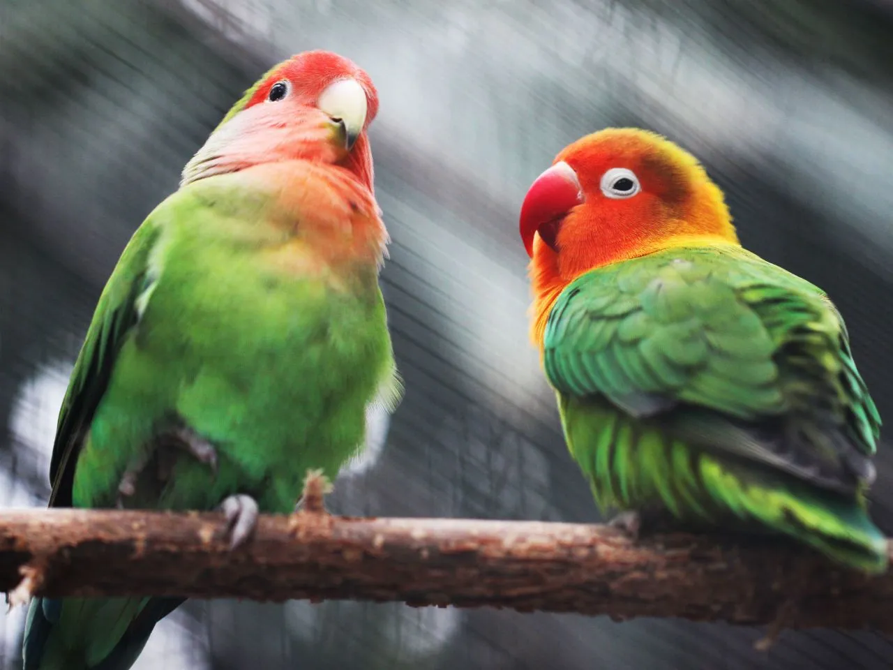 Osoba zastanawiająca się nad zakupem papugi