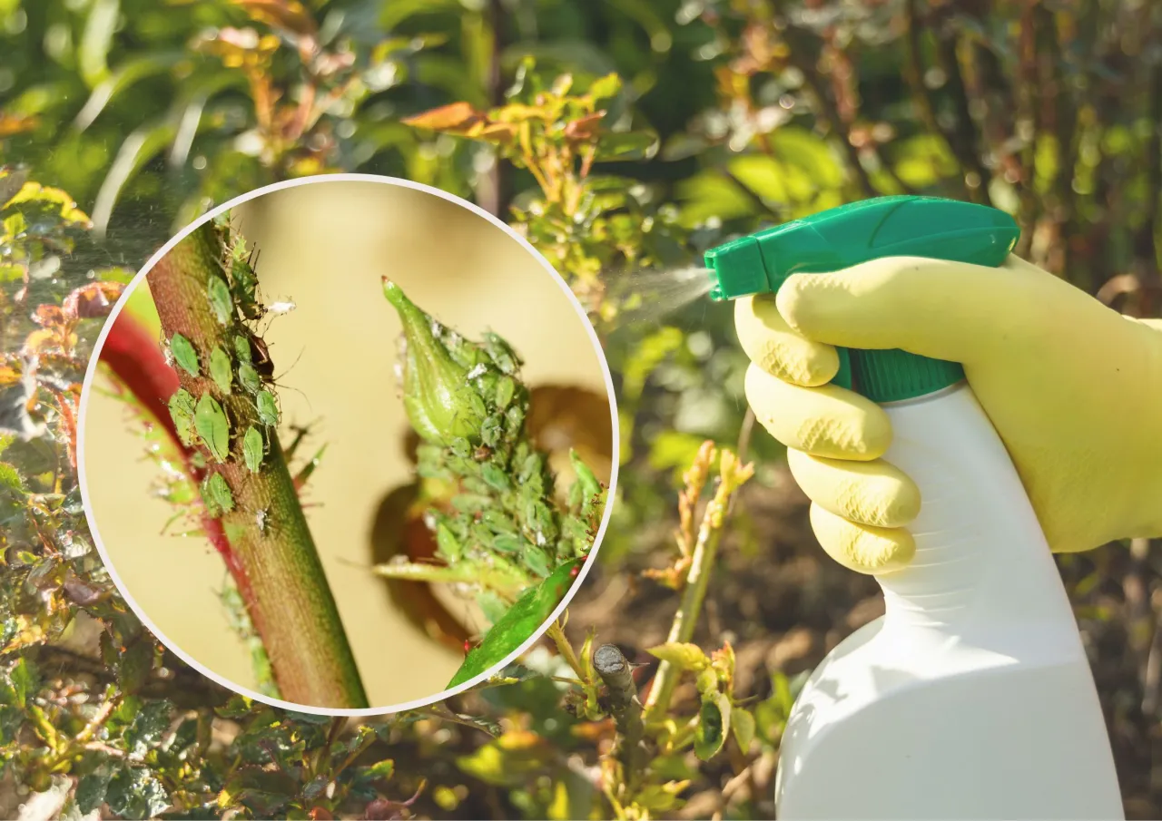 domowe sposoby na mszyce i ziemiórki