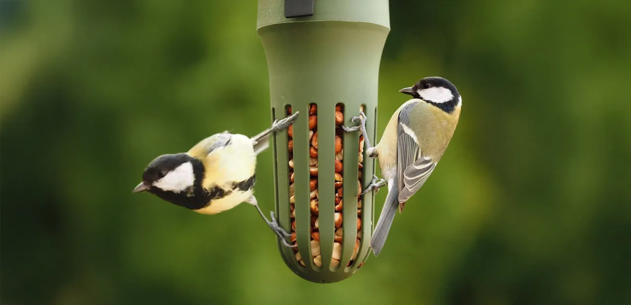 karmnik siatkowy z orzechami dla ptaków
