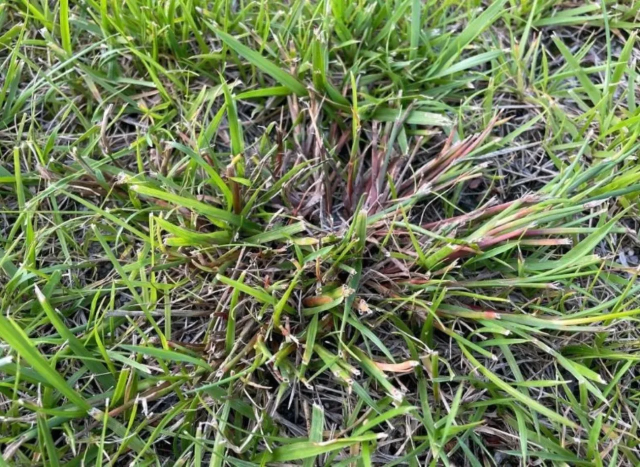 błędy w zwalczaniu chwast&oacute;w