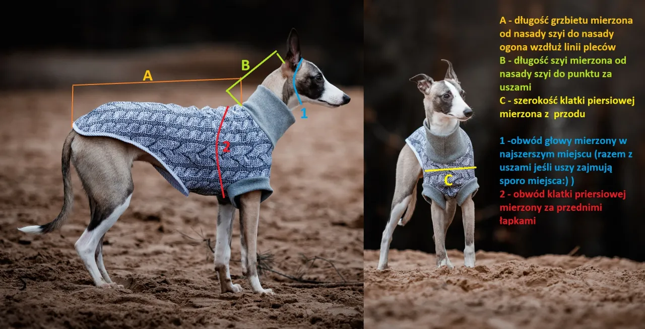 Instrukcja jak uszyć kurtkę dla psa: pomiary długości grzbietu (A), szyi (B), obwodu klatki piersiowej (C, 2) i głowy (1) na chartach.