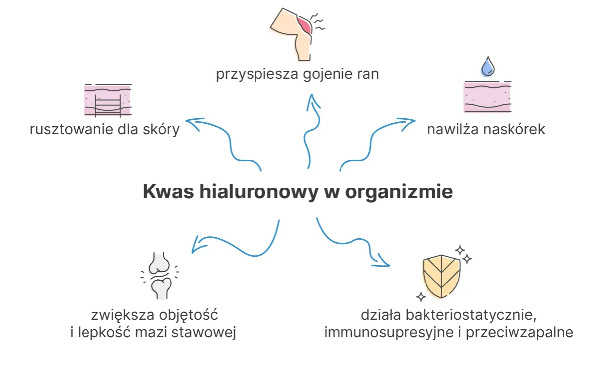 kwas hialuronowy w organizmie schemat