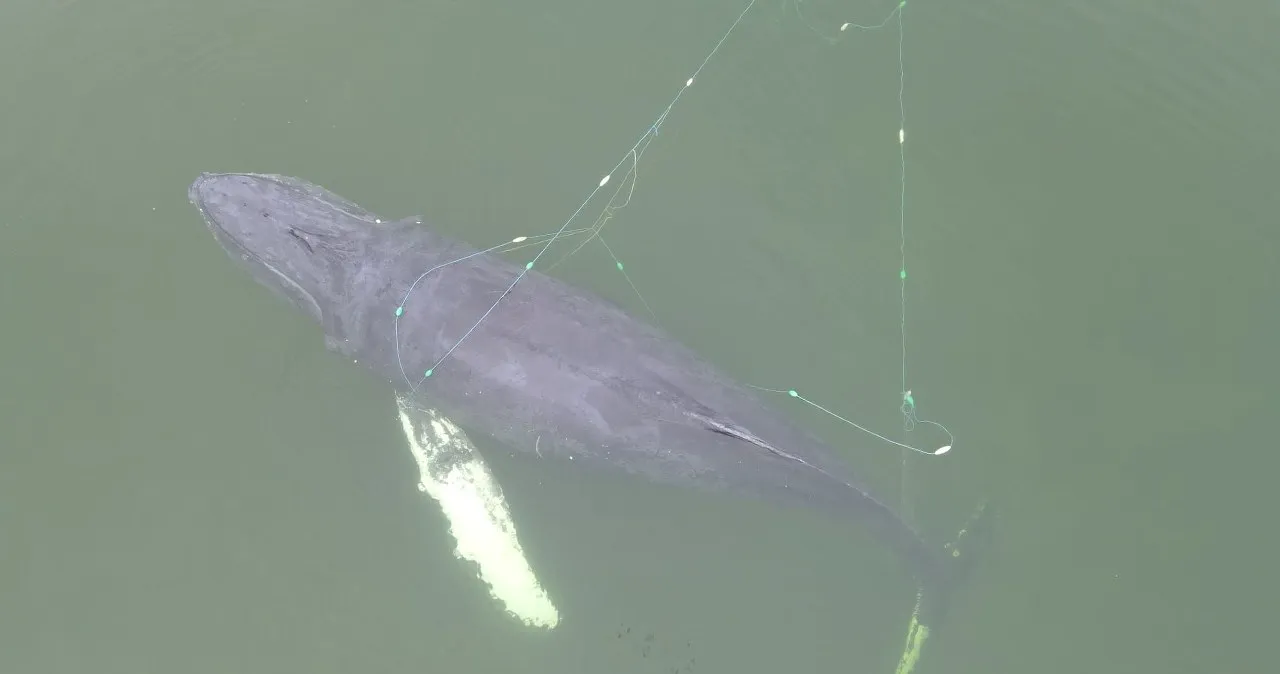 Zdjęcie Czy w Morzu Bałtyckim są wieloryby? Rzadkie spotkania i gatunki