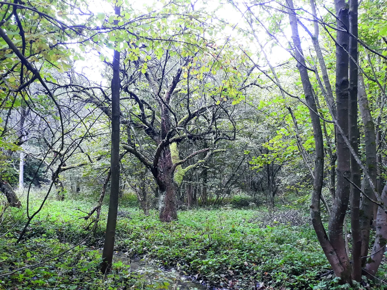 Jesienny spacer po rezerwat przyrody dolina kluczwody. Gęsty las, omszałe drzewa i strumyk tworzą magiczny krajobraz.