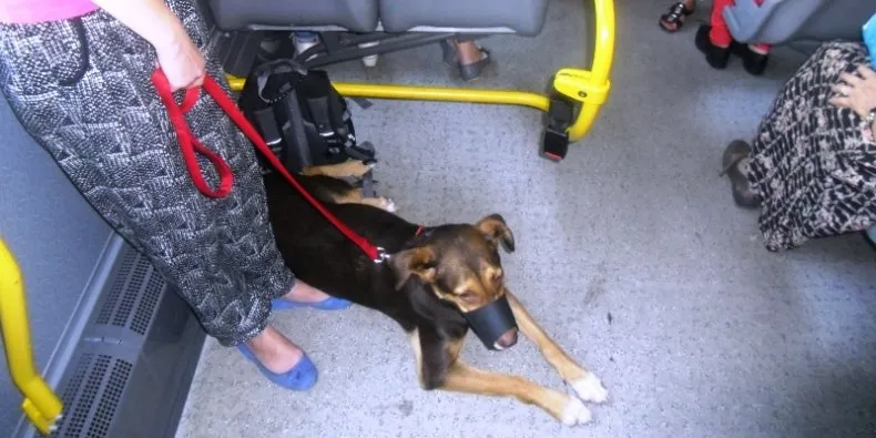 Pies asystujący w uprzęży w autobusie