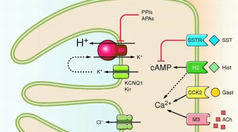 mechanizm działania IPP grafika