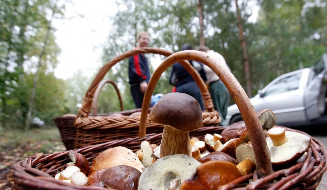 Gdzie wolno zbierać grzyby w Polsce