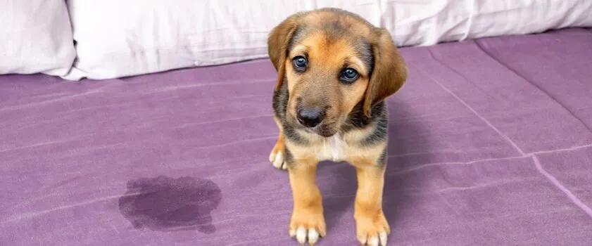 szczeniak na dworze załatwia potrzeby