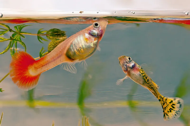 Różne typy ikry ryb lub ryby żyworodne