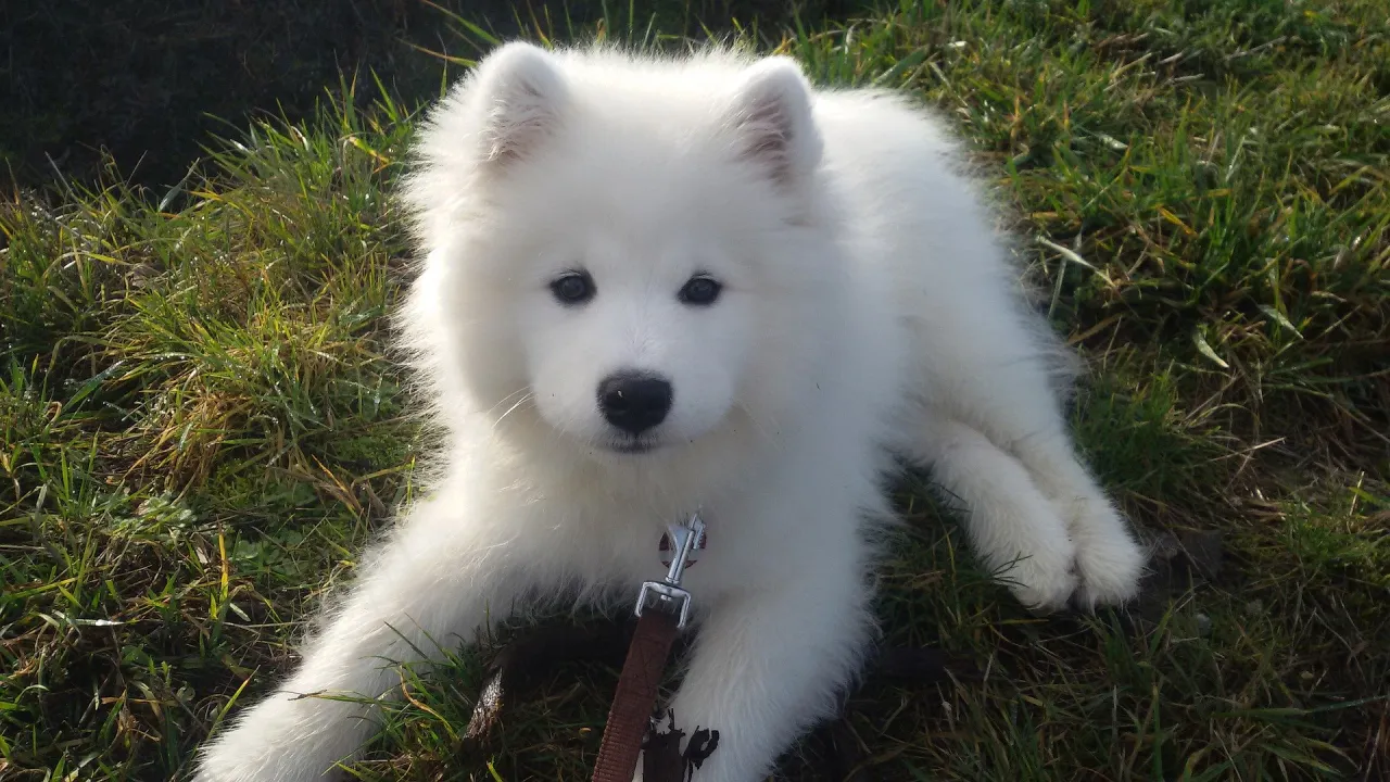 Uroczy szczeniak samoyed leży na trawie. Jego gęsta, biała sierść jest jak puch.
