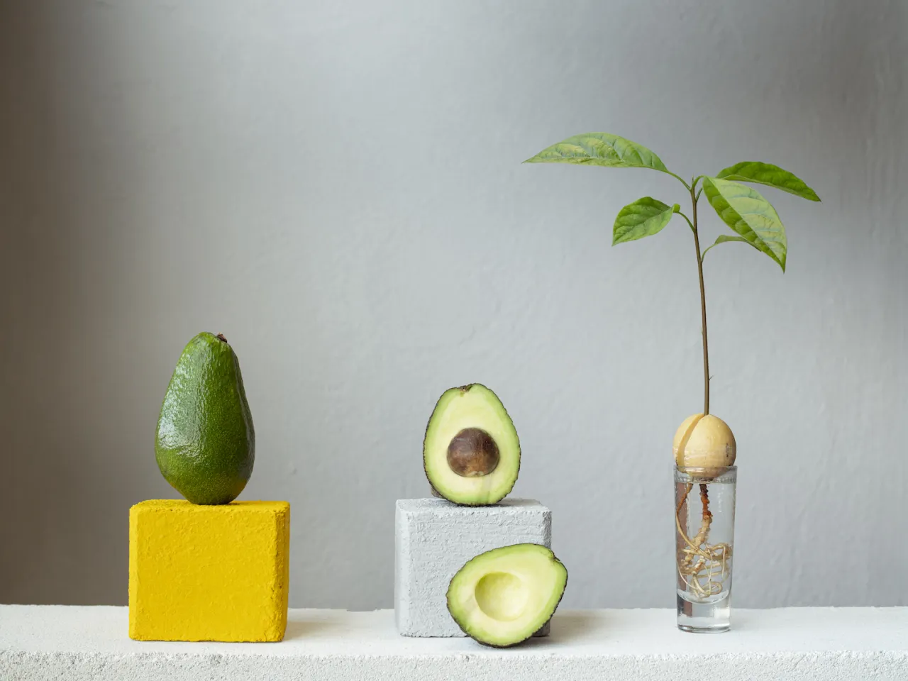 młoda roślina awokado w doniczce na parapecie