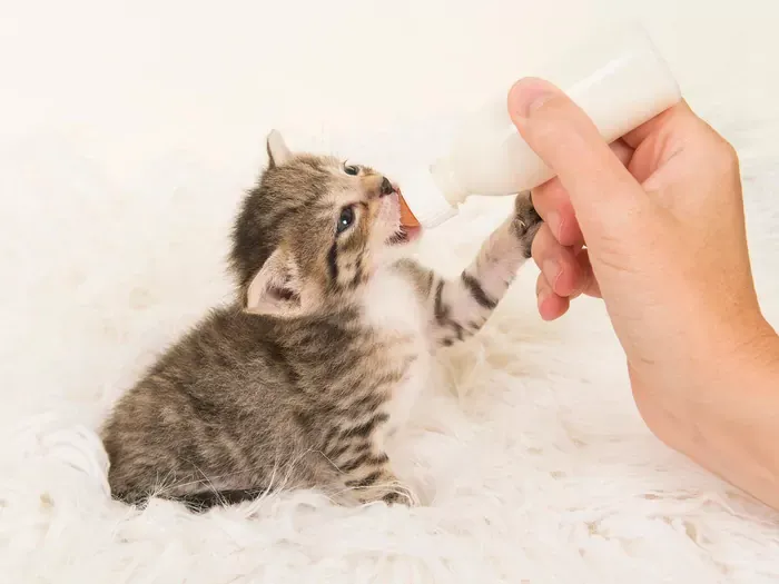 osierocony kociak karmiony butelką