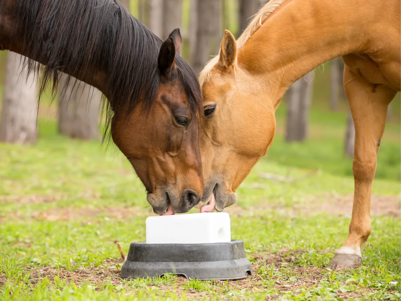 bezpieczne składniki lizawki dla konia