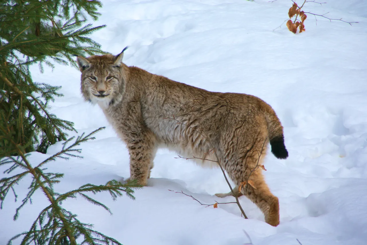 Lince eurasiatica in Italia confronto puma