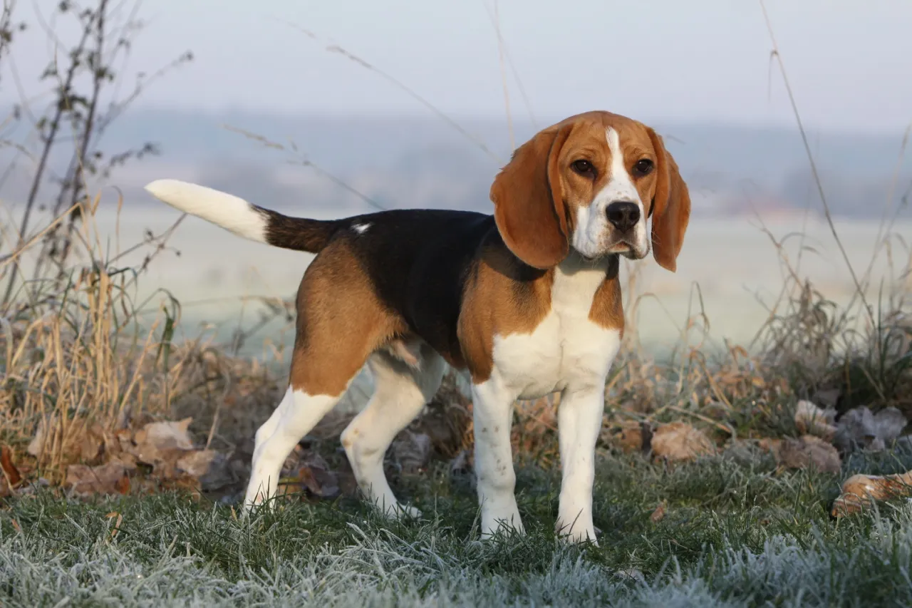 beagle z krótką sierścią