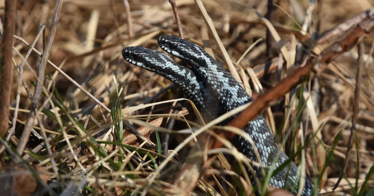 węże w okresie godowym walka samc&oacute;w