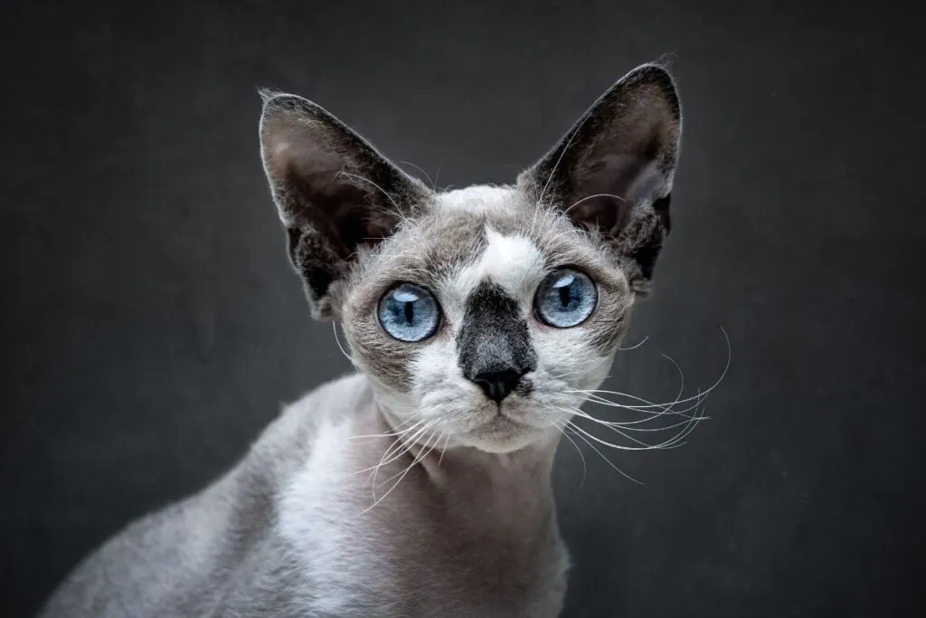 Zdjęcie Devon rex liliowy – piękny kot o wyjątkowym kolorze i charakterze