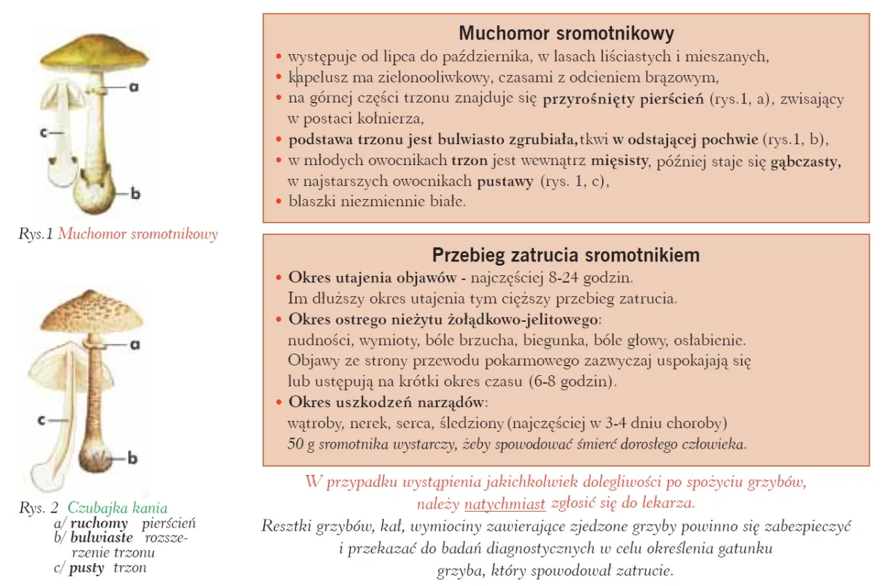 Ilustracja przedstawia muchomora sromotnikowego, jadalne grzyby z blaszkami, oraz czubajkę kanie.