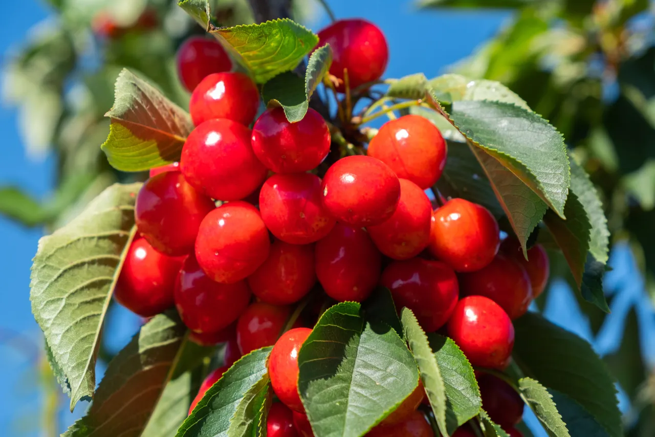 Krzew oblepiony soczystymi, czerwonymi owocami. To wczesne odmiany czereśni, gotowe do zerwania.