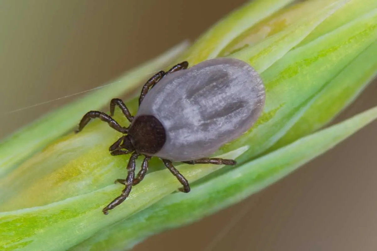 nimfa kleszcza powiększenie