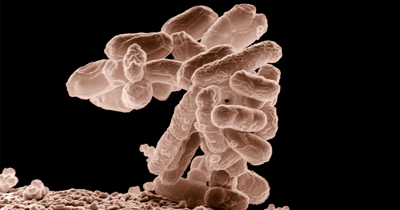 Bakterie tlenowe mikroskop