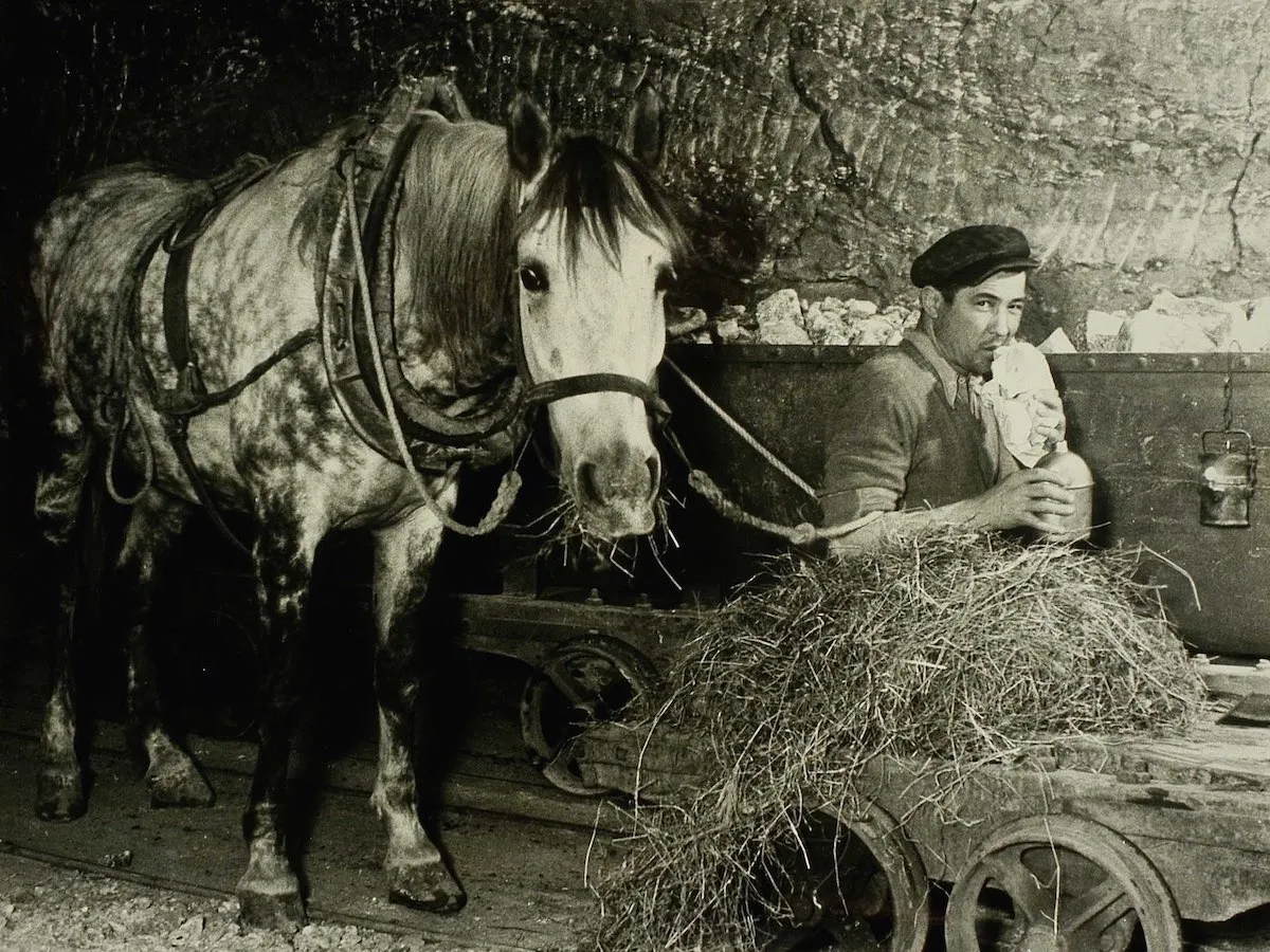 Stare zdjęcie koni pracujących w polu