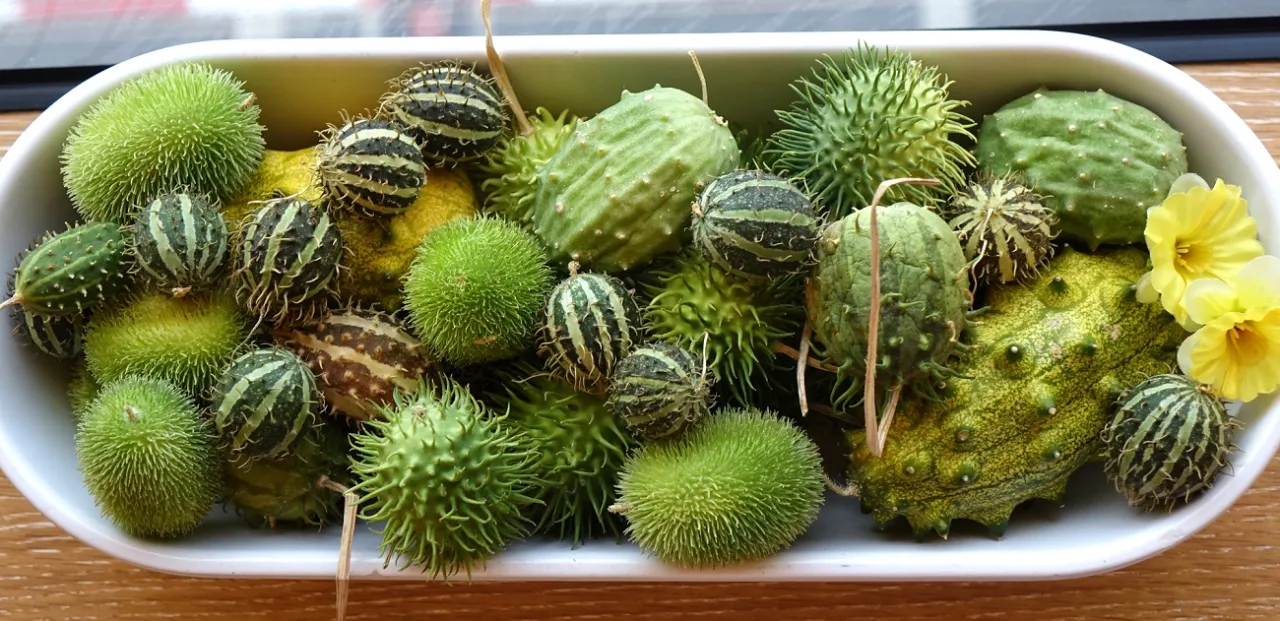 różne odmiany ogórków