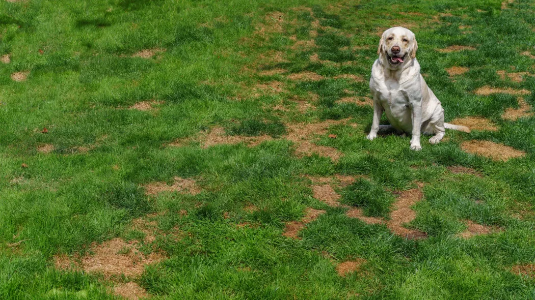 szczeniak załatwia się na trawę