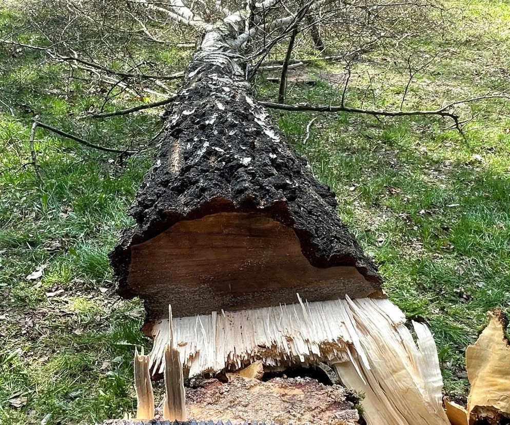 Zdjęcie Ile kosztuje pozwolenie na wycięcie drzewa? Sprawdź ukryte opłaty
