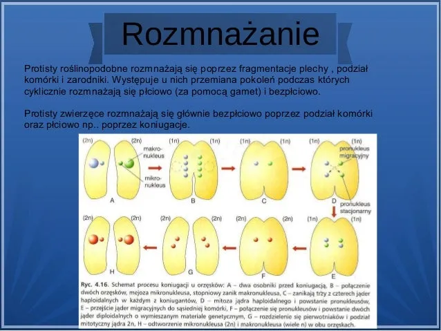 Zdjęcie Jak rozmnażają się protisty? Odkryj tajniki ich rozmnażania