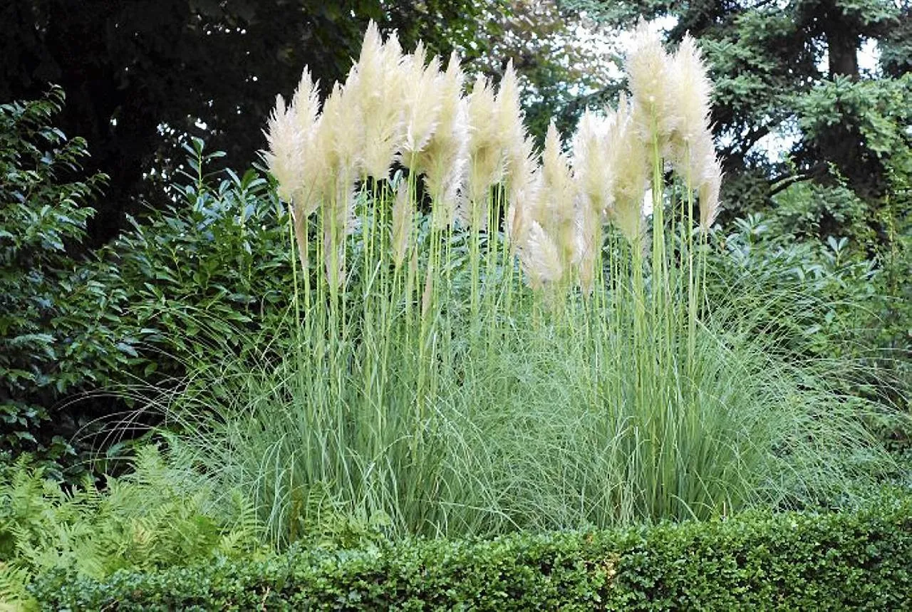 Trawa pampasowa kwitnąca jesienią w ogrodzie