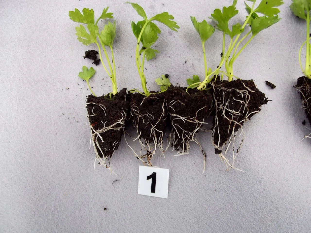 prawidłowe sadzenie selera głębokość