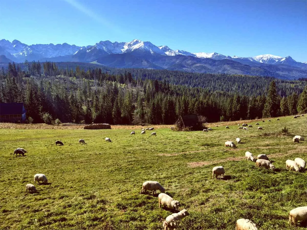 Widok na Tatry z zielonej hali, gdzie pasą się owce. W oddali las i budynek, przypominający, co to jest bacówka.