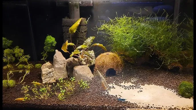 krewetkarium 25l neocaridina