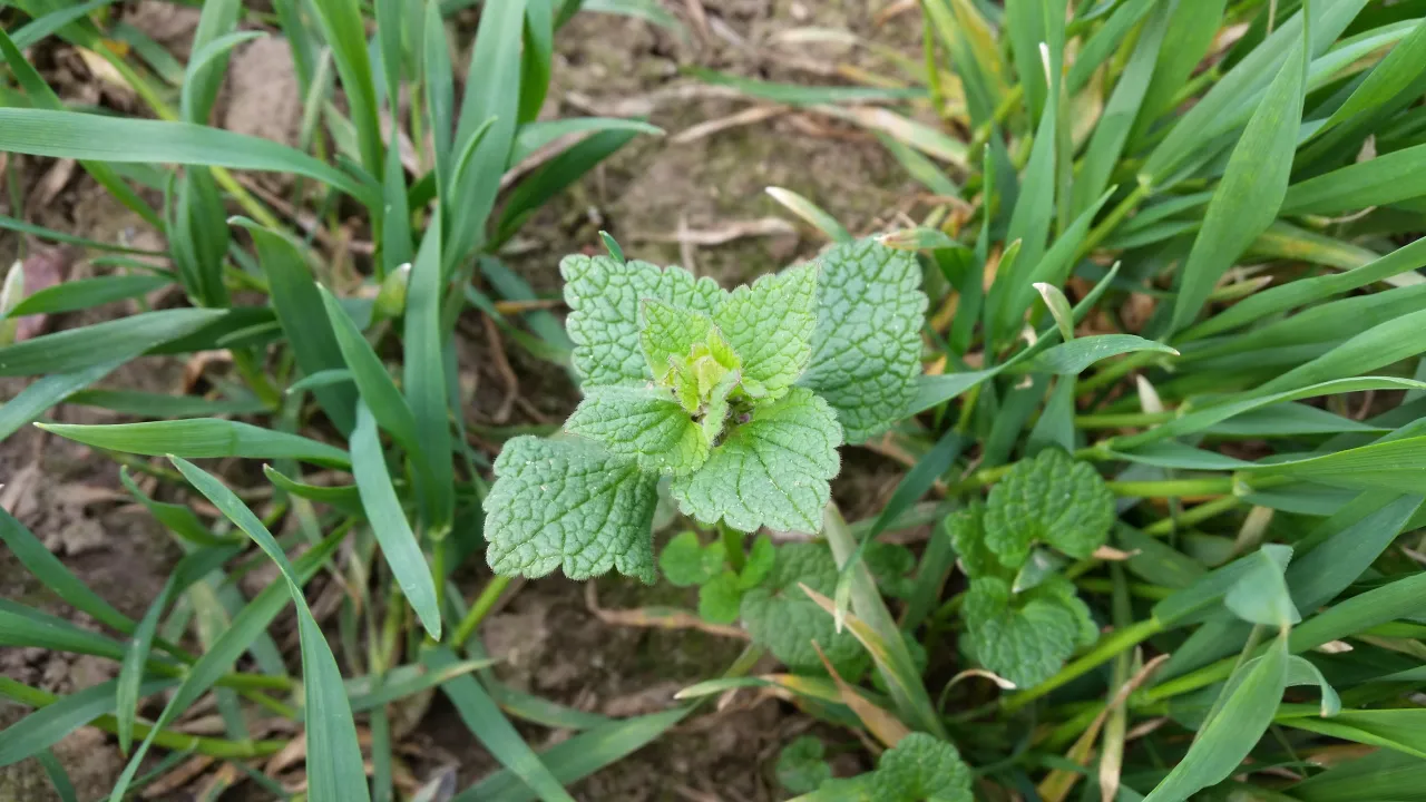 Jasnota purpurowa w zbożu identyfikacja