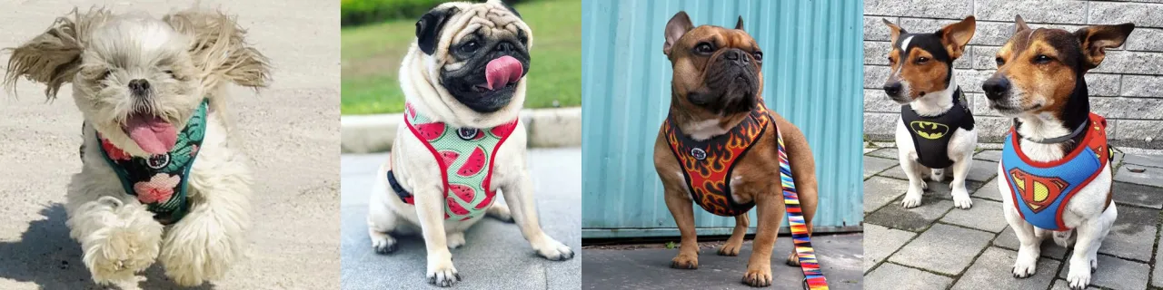 pies w źle dopasowanych szelkach kontra pies w dobrze dopasowanych szelkach