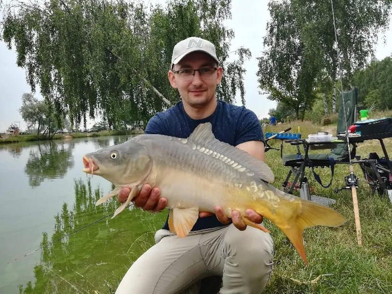 duży karp łowisko dąbrowa