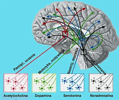 schemat mózgu z neuroprzekaźnikami, symbolizujący biochemiczne przyczyny ChAD