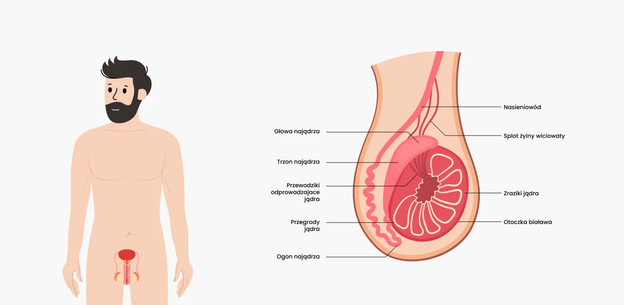 Porównanie jajników i jąder schemat