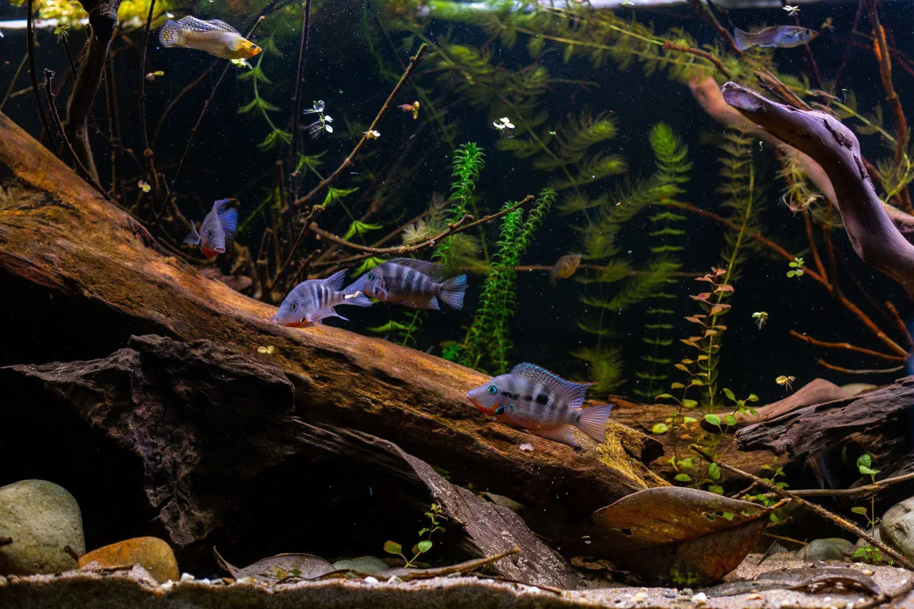 Akwarium 200L z rybami i roślinami