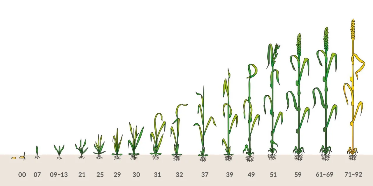 owies zachwaszczony i czysty por&oacute;wnanie