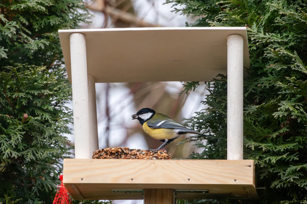 Sikorka bogatka na karmniku, gdzie zimuje, zajada nasiona.